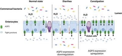 Roles and regulation of Aquaporin-3 in maintaining the gut health: an updated review